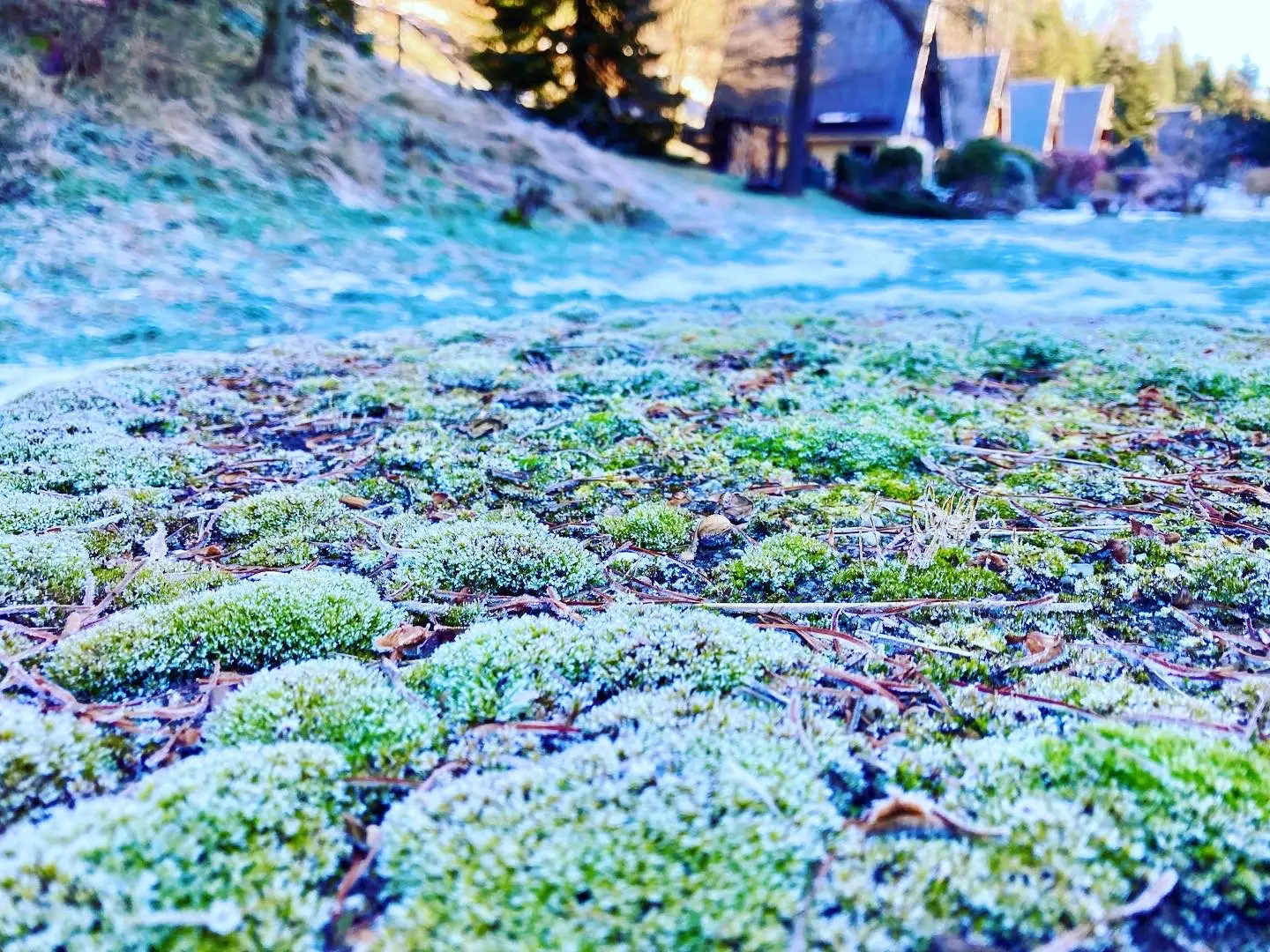 First frost