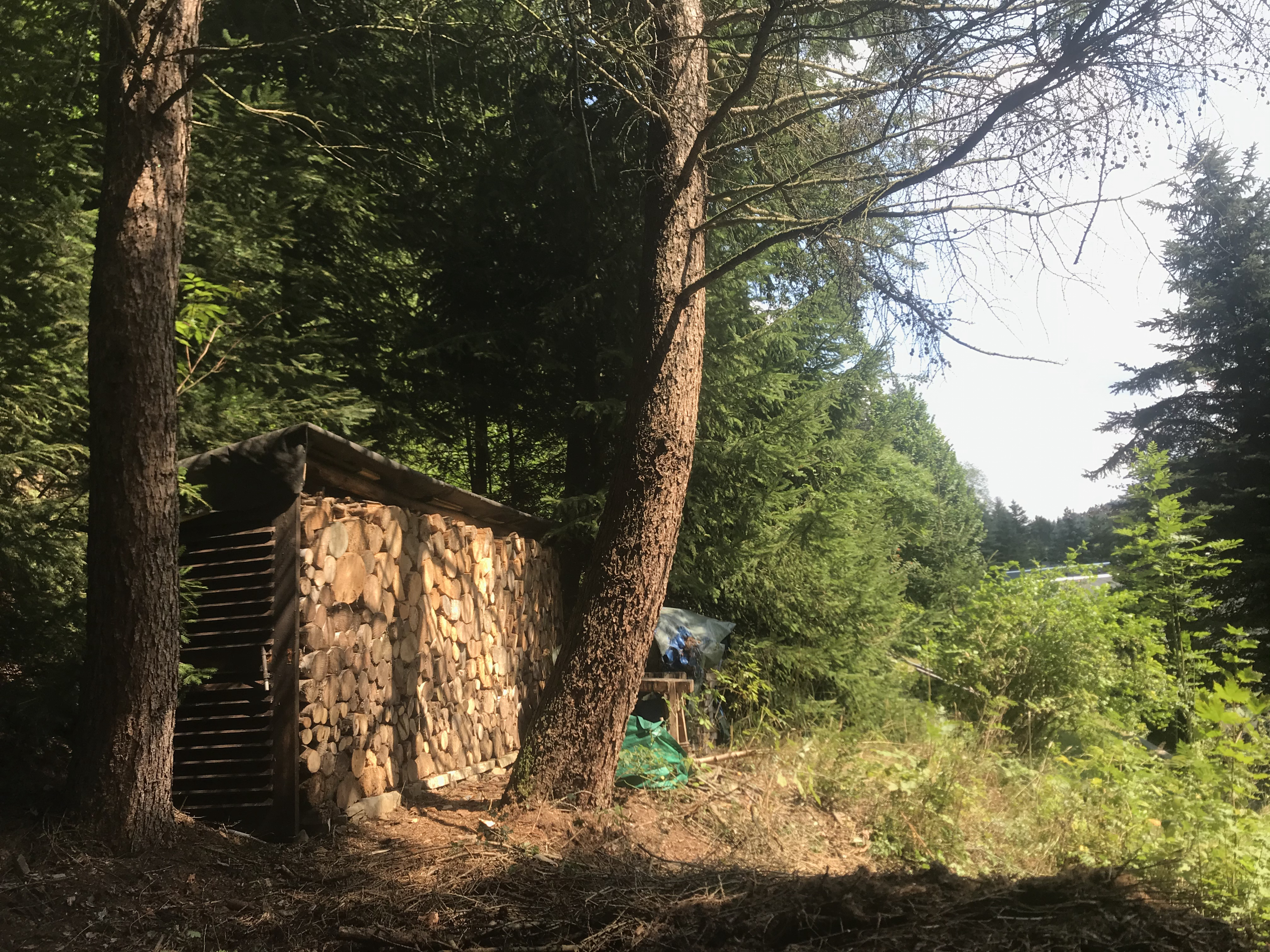 Beginning to manage the wood