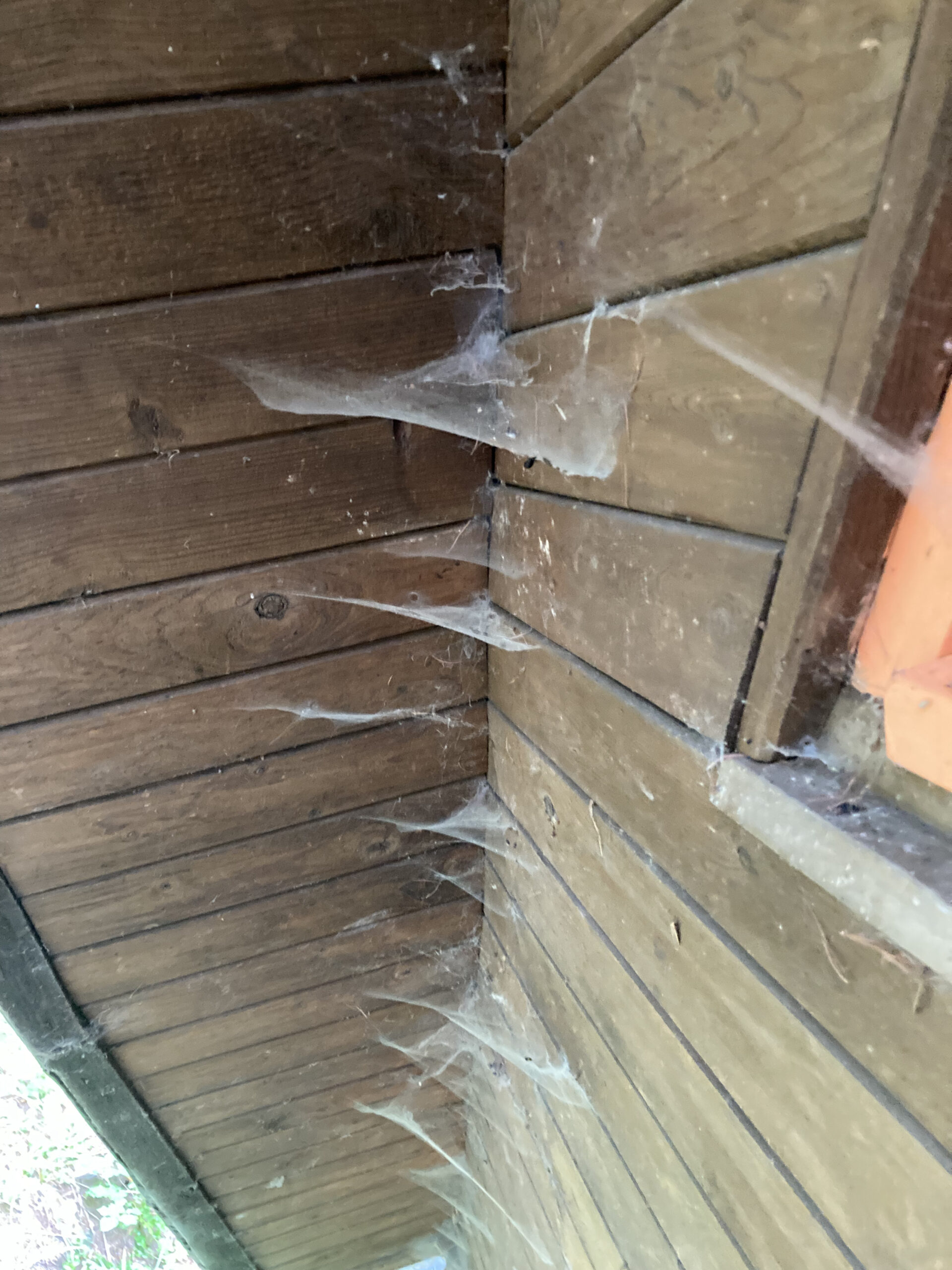 Cobweb central
