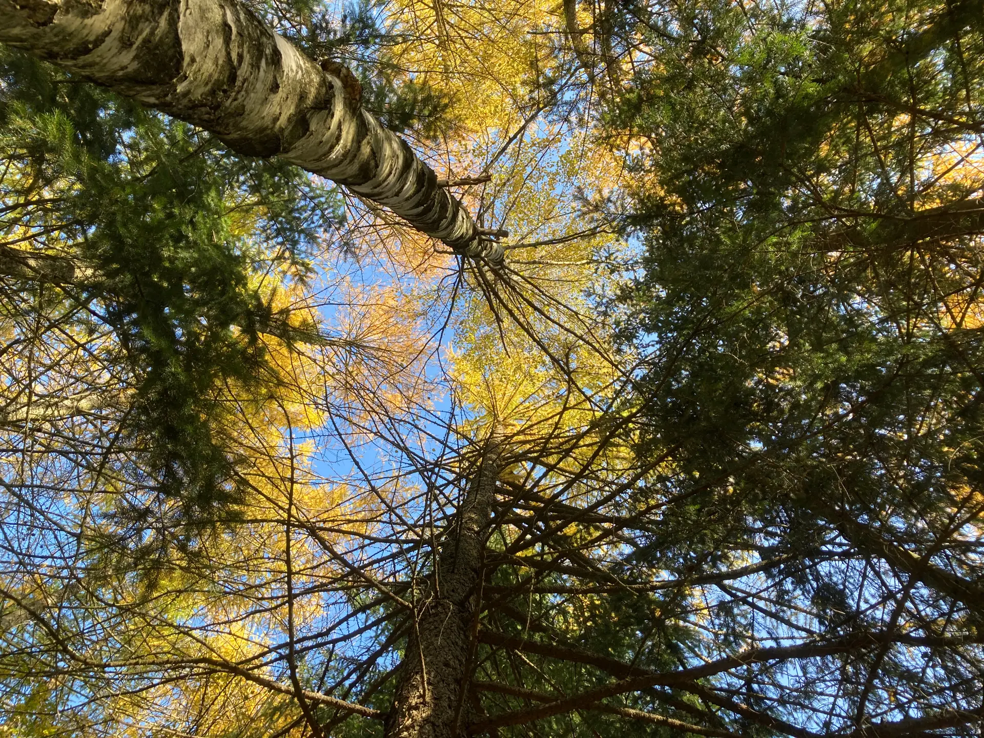 Beautiful trees