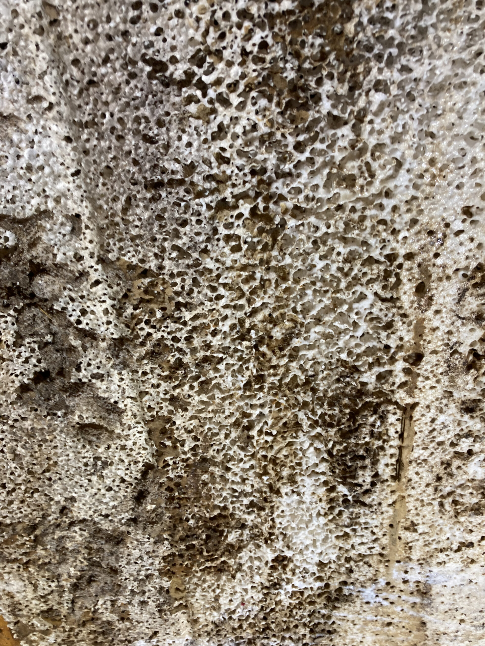 An ants nest in the kitchen wall