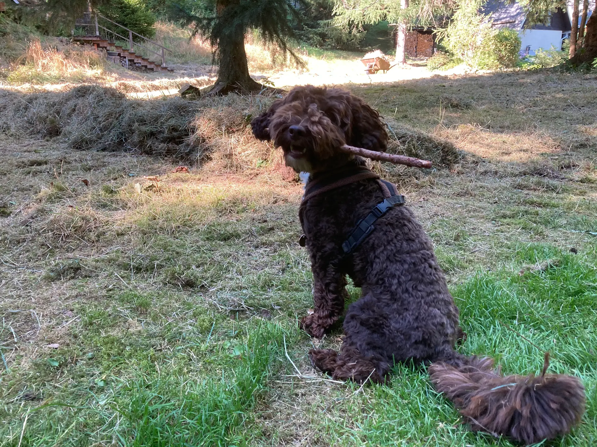Enzo the dog