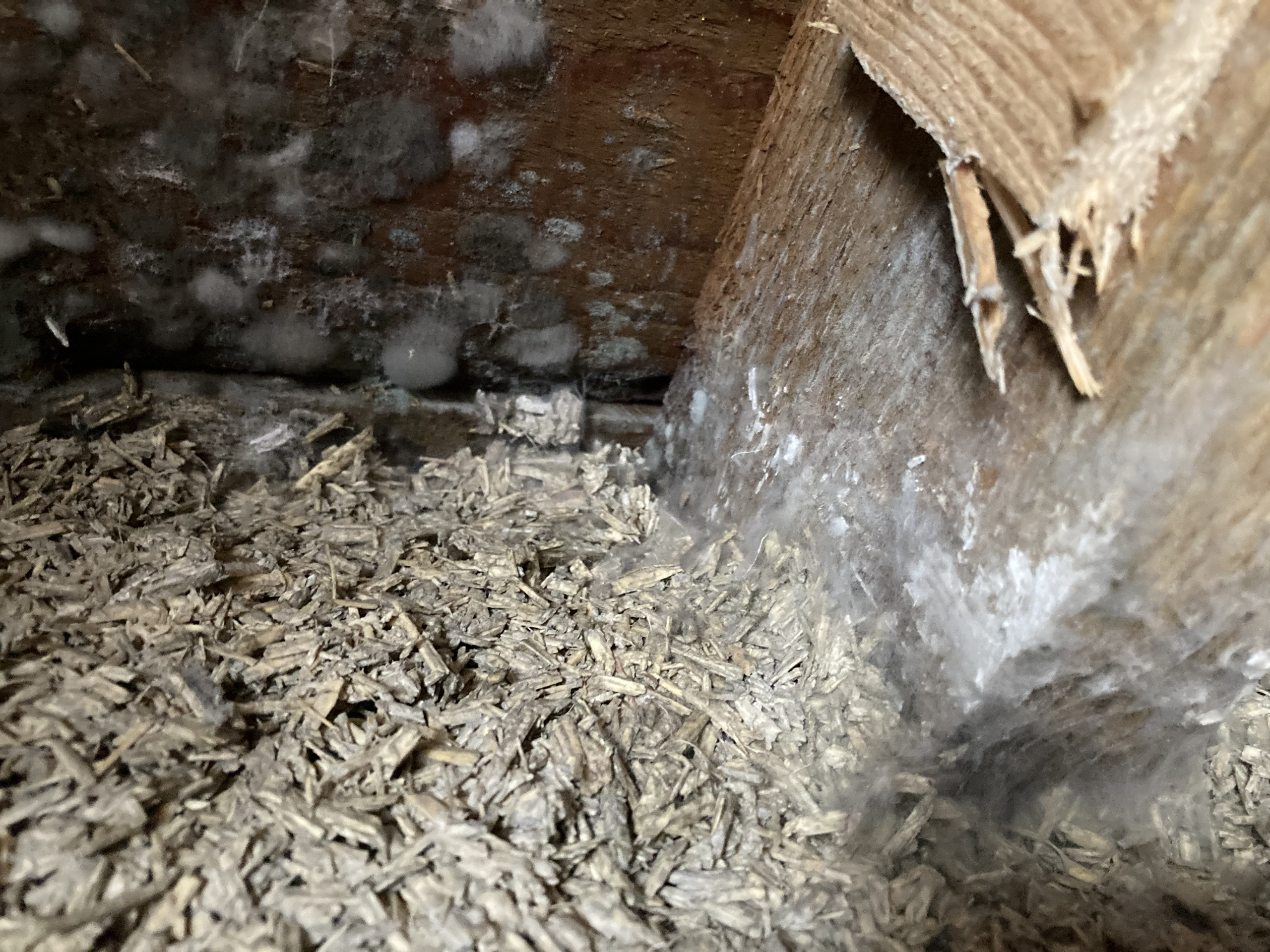 Is this mould inside the hemp?