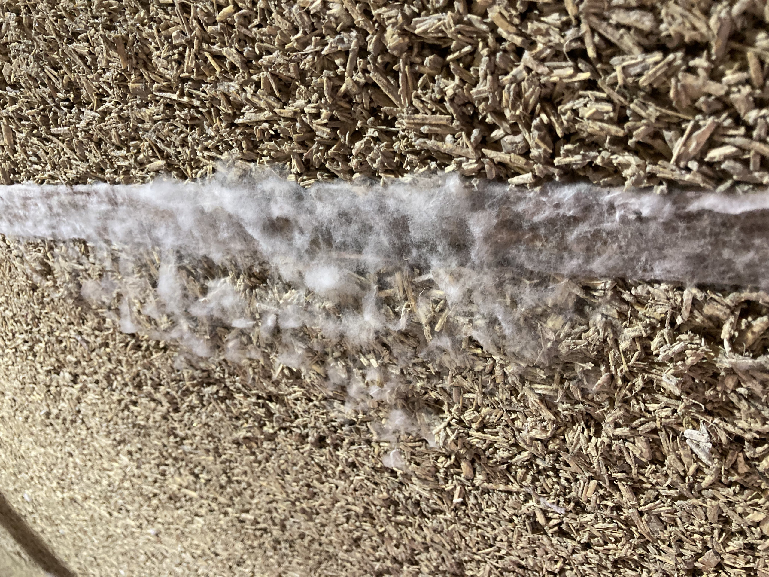 WTF…..mould