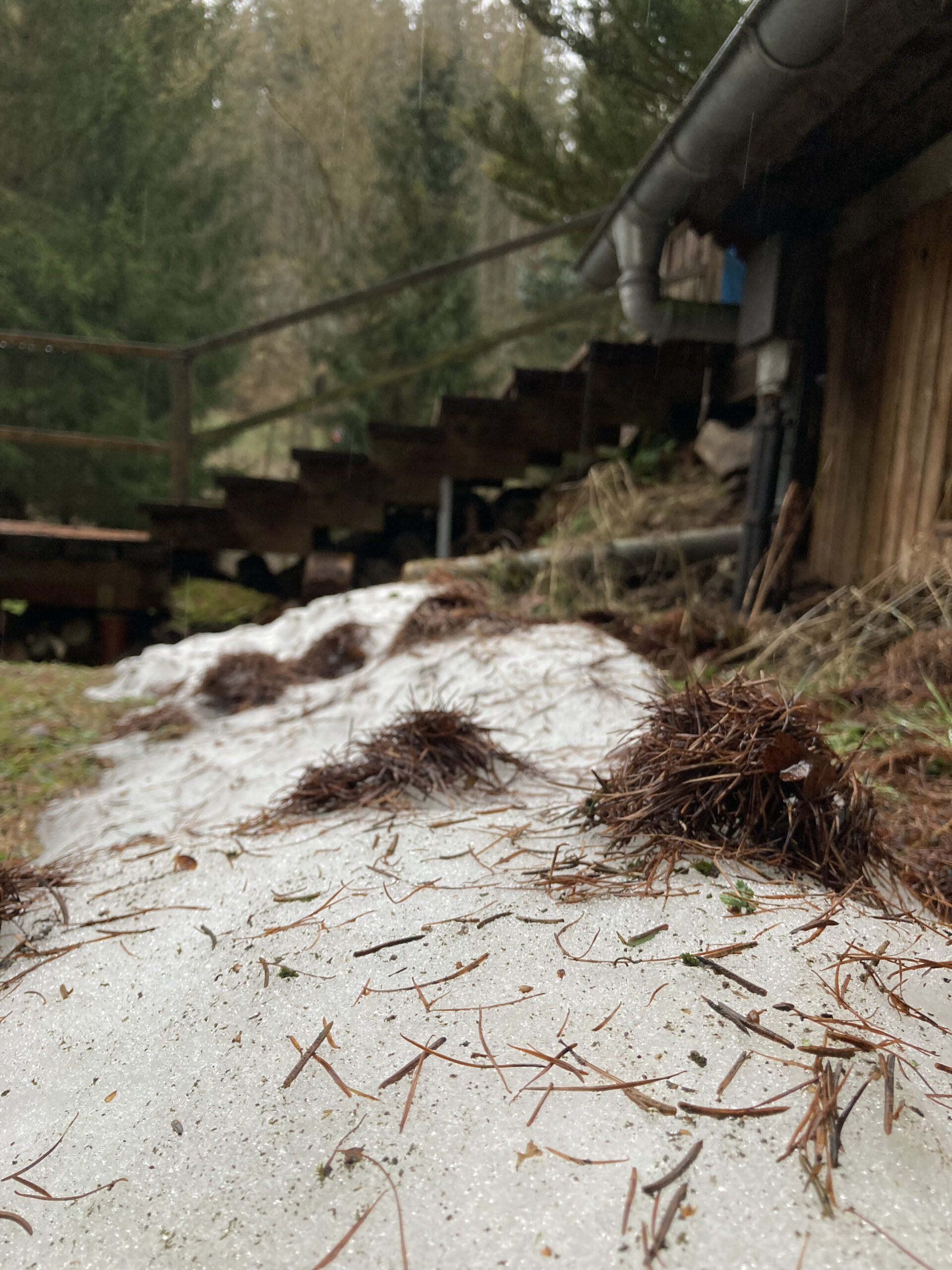 Snow and needles