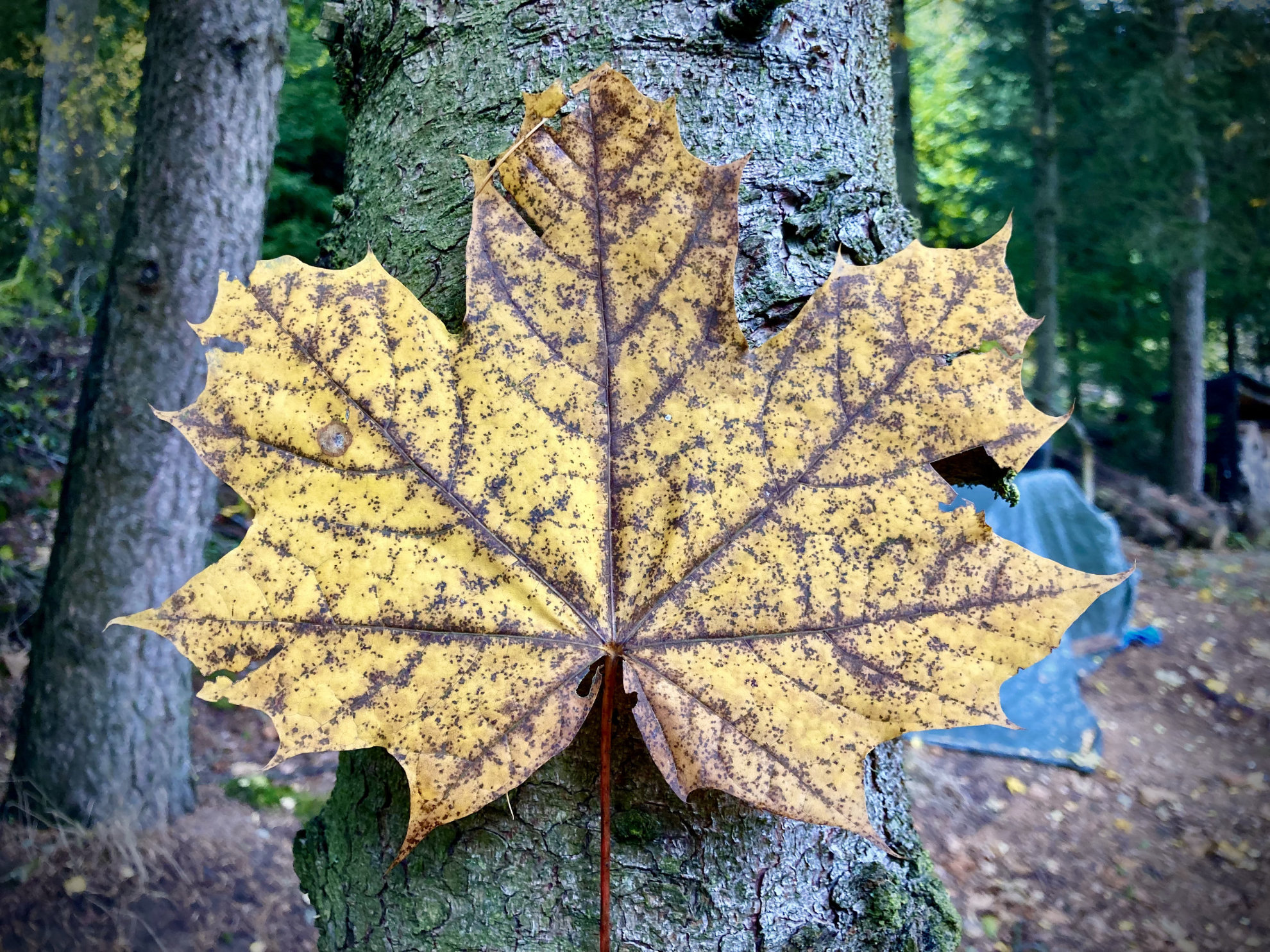 Autumn